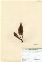 藏品(穴子蕨)的圖片